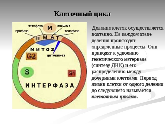 Периоды деления клетки