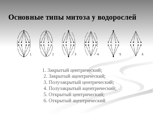 Основные типы митоза у водорослей  1. Закрытый центрический;  2. Закрытый ацентрический;  3. Полузакрытый центрический;  4. Полузакрытый ацентрический;  5. Открытый центрический;  6. Открытый ацентрический 