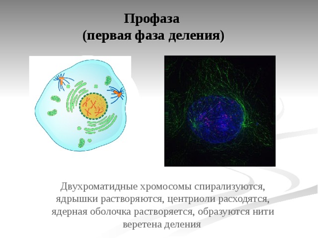 Профаза  (первая фаза деления) Двухроматидные хромосомы спирализуются, ядрышки растворяются, центриоли расходятся, ядерная оболочка растворяется, образуются нити веретена деления 