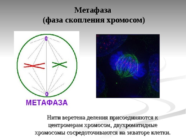 Метафаза  (фаза скопления хромосом)  Нити веретена деления присоединяются к центромерам хромосом, двухроматидные хромосомы сосредоточиваются на экваторе клетки. 