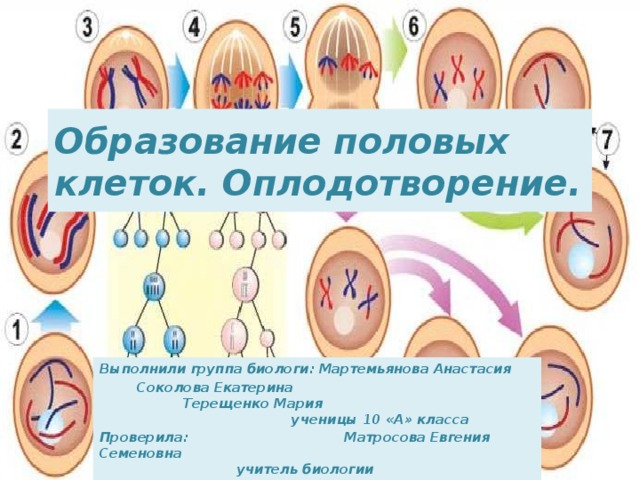 Образование половых клеток презентация 10 класс