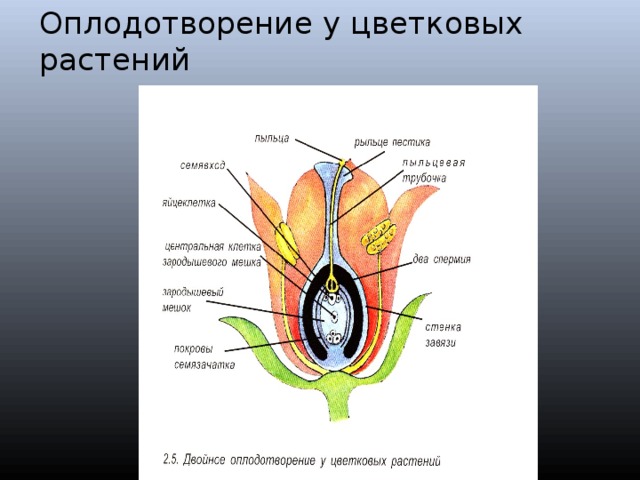 Стенки завязи это