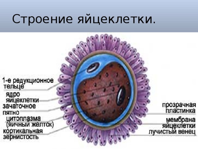 Схема строения яйцеклетки