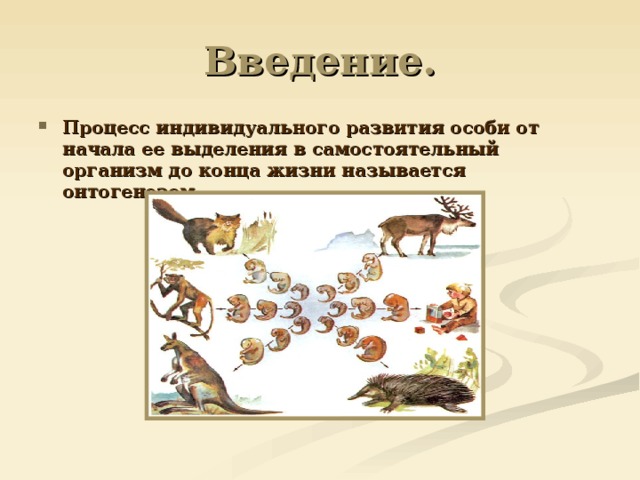 Введение. Процесс индивидуального развития особи от начала ее выделения в самостоятельный организм до конца жизни называется онтогенезом  