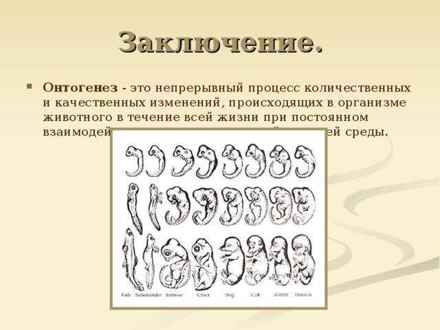 Заключение. Онтогенез - это непрерывный процесс количественных и качественных изменений, происходящих в организме животного в течение всей жизни при постоянном взаимодействии генотипа и условий внешней среды.    