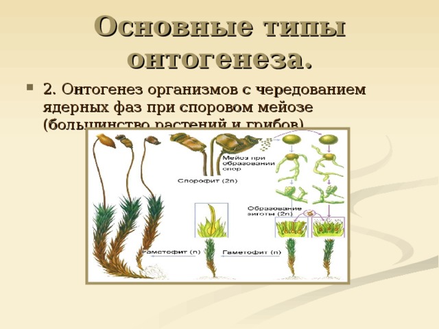 Этапы онтогенеза растений. Онтогенез книги