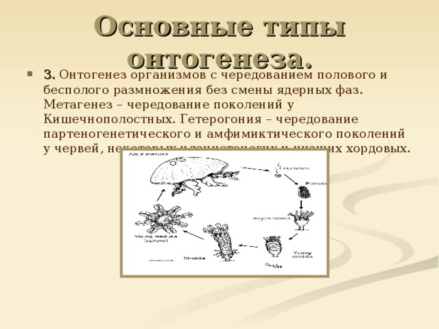 Основные типы онтогенеза. 3. Онтогенез организмов с чередованием полового и бесполого размножения без смены ядерных фаз. Метагенез – чередование поколений у Кишечнополостных. Гетерогония – чередование партеногенетического и амфимиктического поколений у червей, некоторых членистоногих и низших хордовых. 