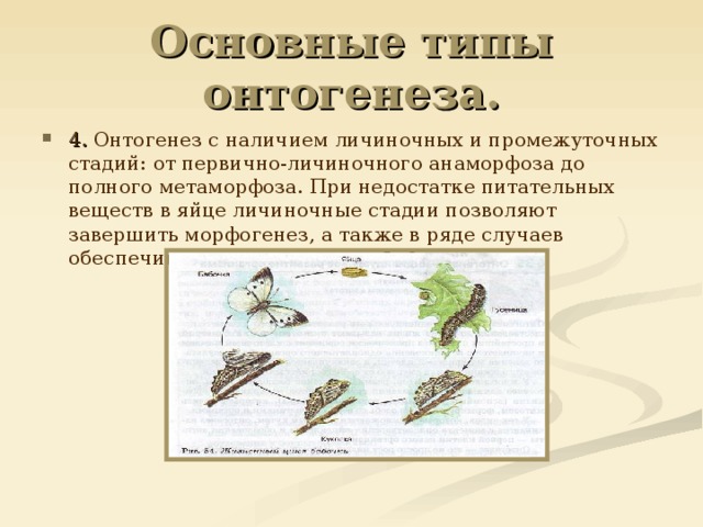 Типы онтогенеза. Основные типы онтогенеза. Личиночный Тип онтогенеза. Типы онтогенеза у животных. Личиночный этап онтогенеза.