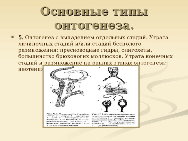 Основные типы онтогенеза. 5. Онтогенез с выпадением отдельных стадий. Утрата личиночных стадий и/или стадий бесполого размножения: пресноводные гидры, олигохеты, большинство брюхоногих моллюсков. Утрата конечных стадий и размножение на ранних этапах онтогенеза: неотения. 