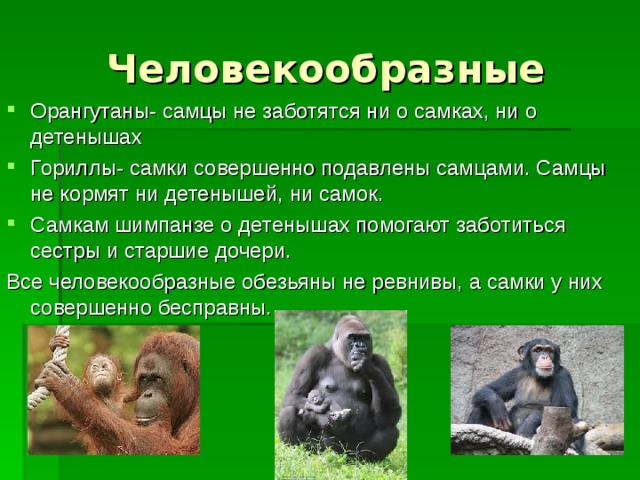 Человекообразные обезьяны характеристика. История человекообразных обезьян. Человек и человекообразные обезьяны. Человекообразные обезьяны размножение. Таблица человек и человекообразные обезьяны