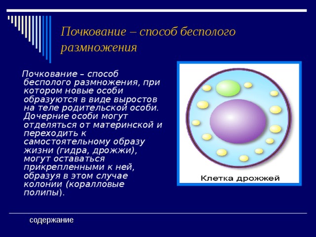 Дрожжи гидра