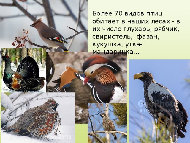 Более 70 видов птиц обитает в наших лесах - в их числе глухарь, рябчик, свиристель, фазан, кукушка, утка-мандаринка…