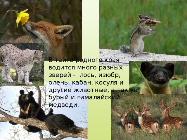 В тайге родного края водится много разных зверей - лось, изюбр, олень, кабан, косуля и другие животные, а также бурый и гималайский медведи.