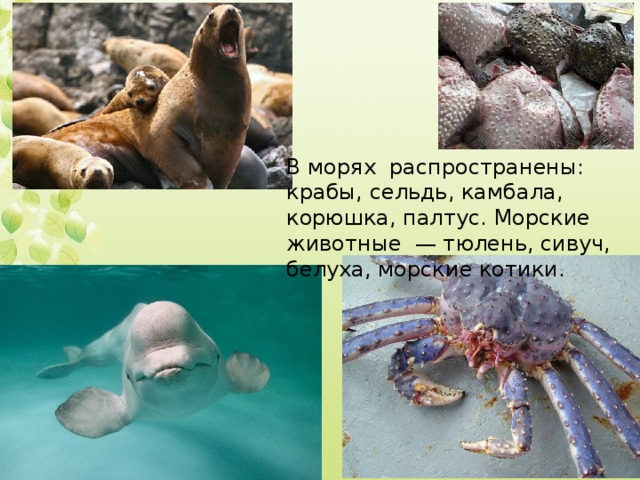В морях распространены: крабы, сельдь, камбала, корюшка, палтус. Морские животные — тюлень, сивуч, белуха, морские котики.