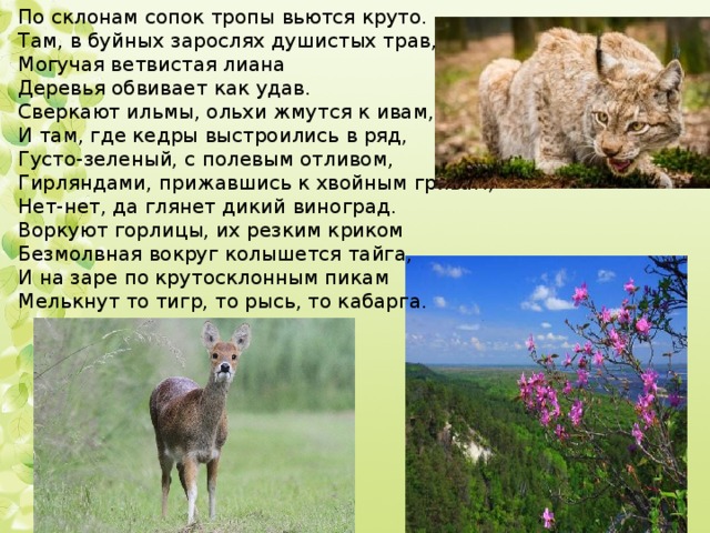 По склонам сопок тропы вьются круто. Там, в буйных зарослях душистых трав, Могучая ветвистая лиана Деревья обвивает как удав. Сверкают ильмы, ольхи жмутся к ивам, И там, где кедры выстроились в ряд, Густо-зеленый, с полевым отливом, Гирляндами, прижавшись к хвойным гривам, Нет-нет, да глянет дикий виноград. Воркуют горлицы, их резким криком Безмолвная вокруг колышется тайга, И на заре по крутосклонным пикам Мелькнут то тигр, то рысь, то кабарга.