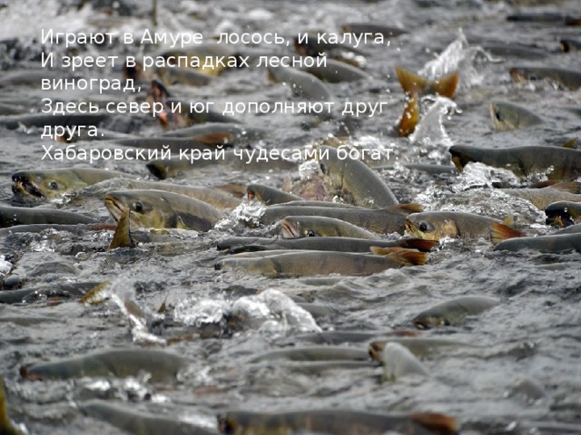 Играют в Амуре лосось, и калуга, И зреет в распадках лесной виноград, Здесь север и юг дополняют друг друга. Хабаровский край чудесами богат.