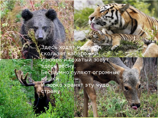 Здесь ходят медведи, скользят кабарожки, Изюбрь и сохатый зовут здесь весну, Бесшумно гуляют огромные кошки И зорко хранят эту чудо-страну .