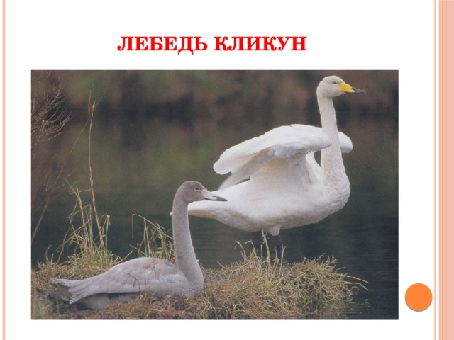 Лебедь кликун красная книга