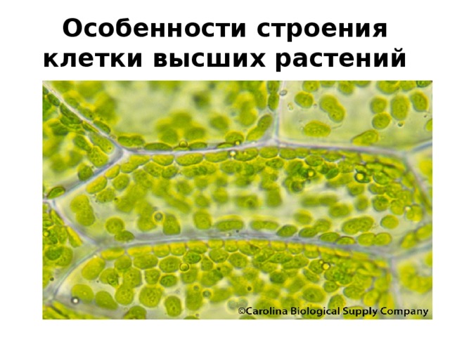 Особенности строения клетки высших растений 
