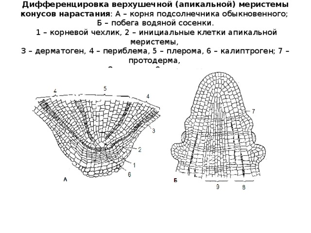 Боковая меристема рисунок