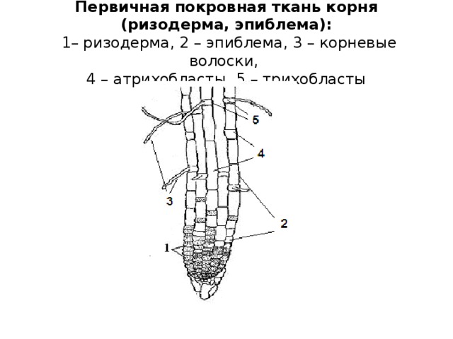 Ткани корня растения