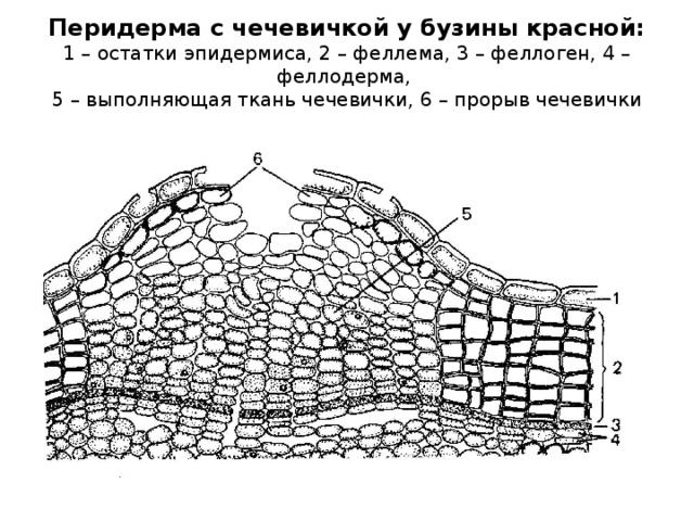 Чечевички у растений фото