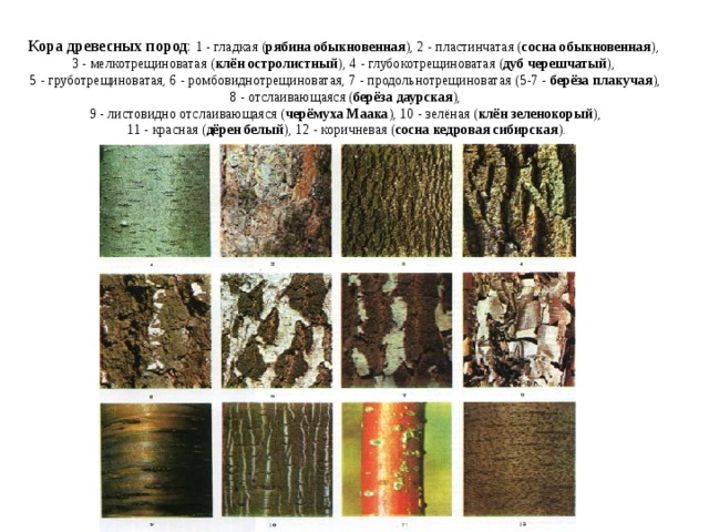 Расположение между корой и древесиной