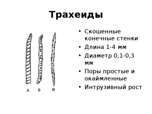 Окаймленные поры на стенках трахеид