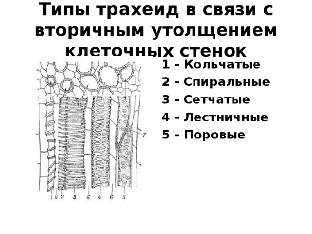 Утолщение стебля