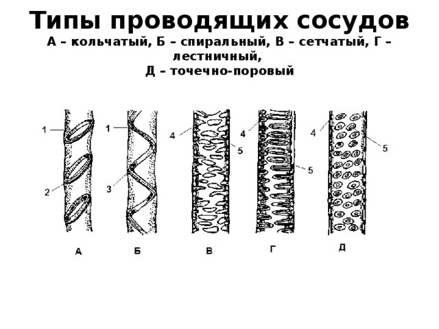 Типы проводящих