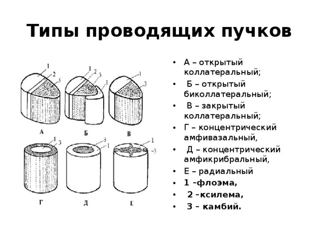 Рассмотрите фотографию проводящего пучка и определите типы