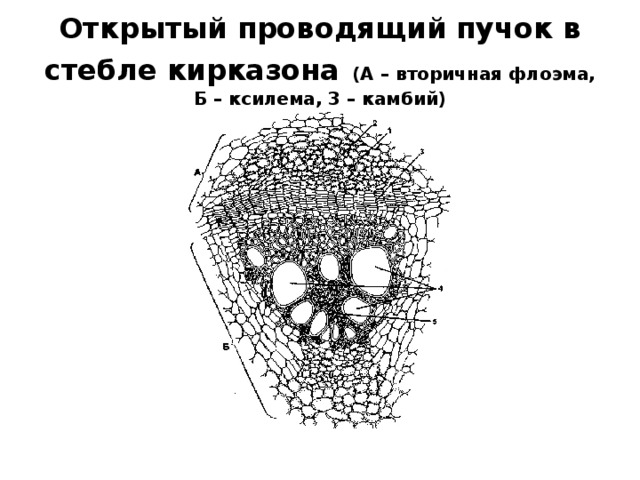 Пучки стебля