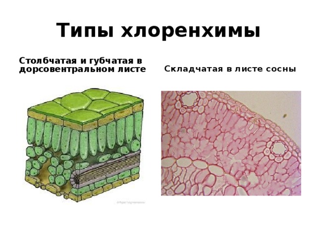 Типы хлоренхимы Столбчатая и губчатая в дорсовентральном листе Складчатая в листе сосны 