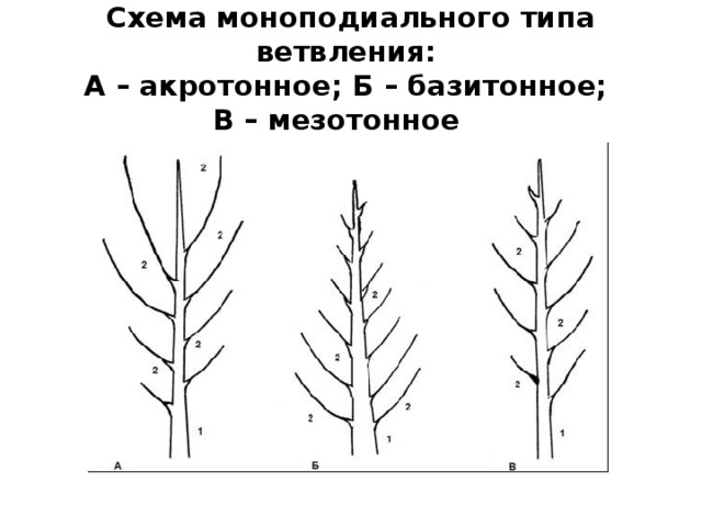  Схема моноподиального типа ветвления:  А – акротонное; Б – базитонное;  В – мезотонное   