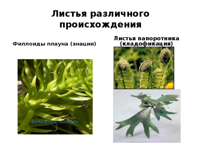 Листья различного происхождения Филлоиды плауна  (энации) Листья папоротника (кладофикация) 
