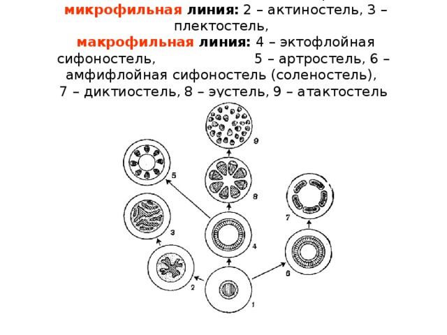 Схема эволюции типов стели: 1 – протостель,   микрофильная линия: 2 – актиностель, 3 – плектостель,   макрофильная линия: 4 – эктофлойная сифоностель, 5 – артростель, 6 – амфифлойная сифоностель (соленостель),  7 – диктиостель, 8 – эустель, 9 – атактостель 