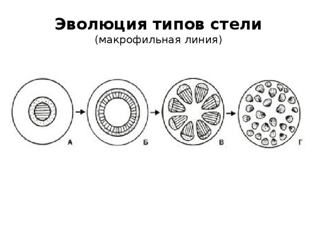 Эволюция типов стели  (макрофильная линия) 