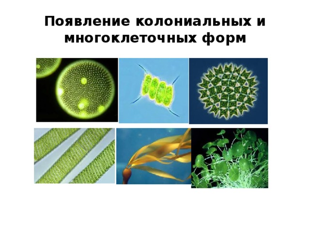 Назовите основные организации многоклеточного организма. Растения одноклеточные колониальные многоклеточные. Колониальные водоросли представители. Многоклеточные и колониальные водоросли. Колониальные растения.