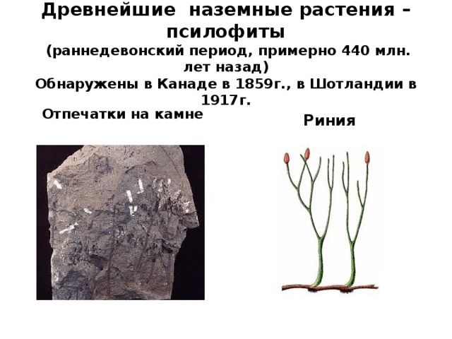 Древнейшие наземные растения – псилофиты  (раннедевонский период, примерно 440 млн. лет назад)  Обнаружены в Канаде в 1859г., в Шотландии в 1917г. Риния Отпечатки на камне 