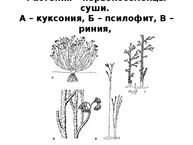 Растения – первопоселенцы суши.  А – куксония, Б – псилофит, В – риния,  Г – астероксилон 
