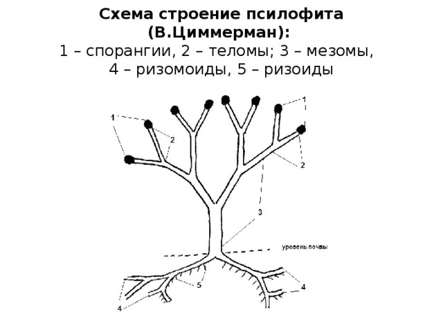 Схема строение псилофита (В.Циммерман):   1 – спорангии, 2 – теломы; 3 – мезомы,  4 – ризомоиды, 5 – ризоиды   