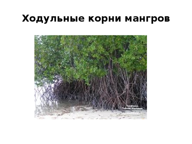 Ходульные корни мангров 