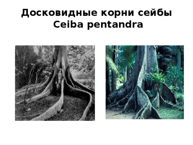 Досковидные корни сейбы  Ceiba pentandra 