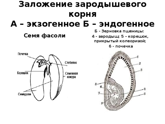 Заложение зародышевого корня  А – экзогенное Б – эндогенное Семя фасоли Б - Зерновка пшеницы: 4 - зародыш; 5 – корешок, прикрытый колеоризой;  6 - почечка 