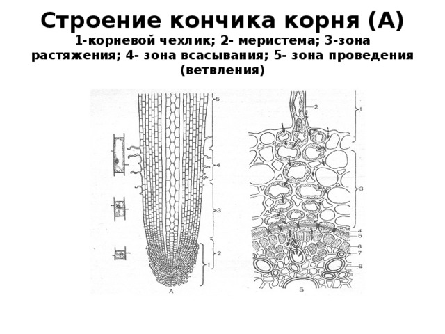 Рисунок кончика корня под микроскопом