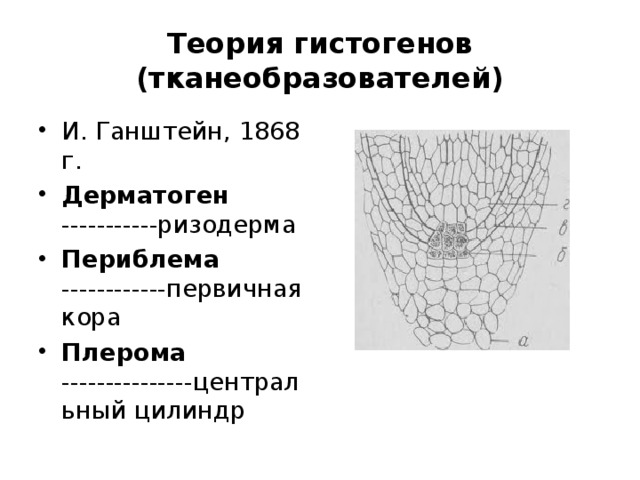 Теория гистогенов (тканеобразователей) И. Ганштейн, 1868 г. Дерматоген -----------ризодерма Периблема ------------первичная кора Плерома ---------------центральный цилиндр 