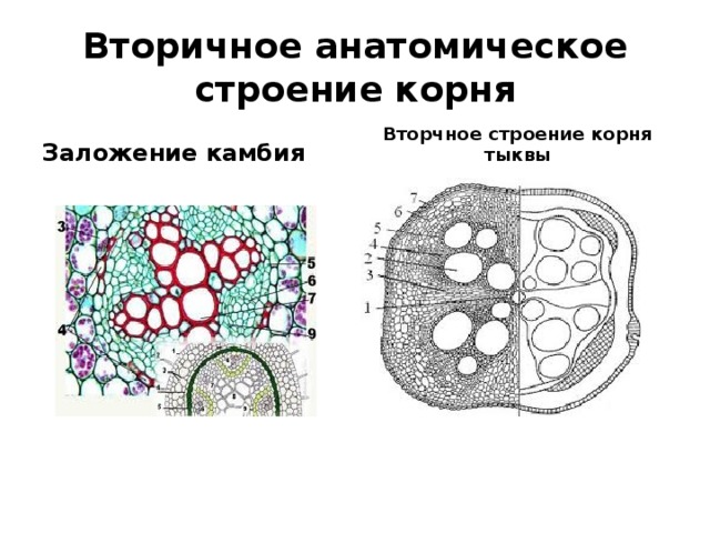 Вторичное строение корня. Вторичное Анатомическое строение корня тыквы. Схема строения вторичное Анатомическое корня тыквы. Вторичное строение корня тыквы рисунок. Строение корня тыквы.