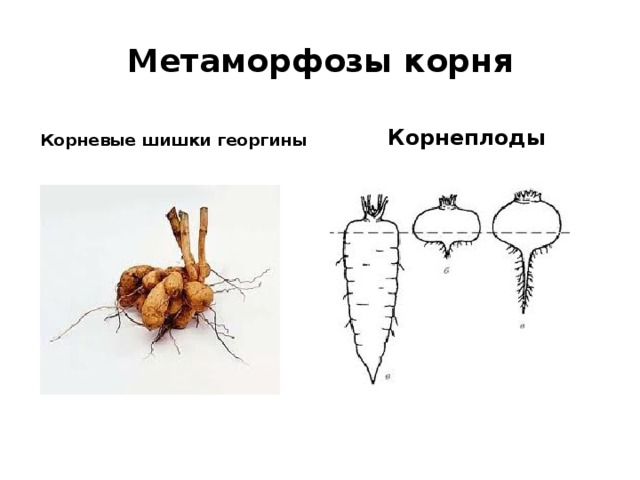 Метаморфозы корня Корневые шишки георгины Корнеплоды 
