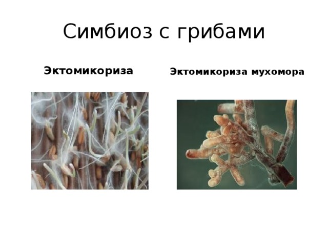 Симбиоз с грибами Эктомикориза Эктомикориза мухомора 