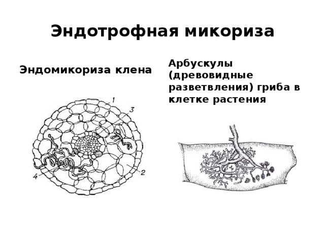 Эндотрофная микориза Эндомикориза клена Арбускулы (древовидные разветвления) гриба в клетке растения 